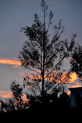 DSC_0242a.jpg