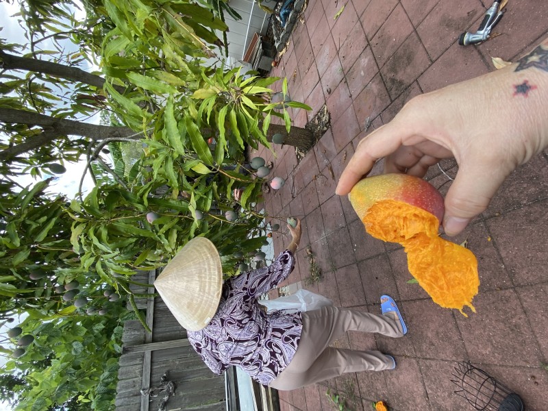 Đi trộm xoài luôn nha…