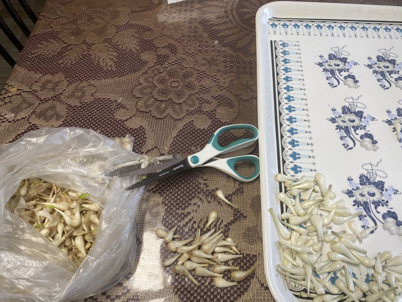 Kiệu mỏng như cọng rơm. Cắt thấy trời thấy đất...