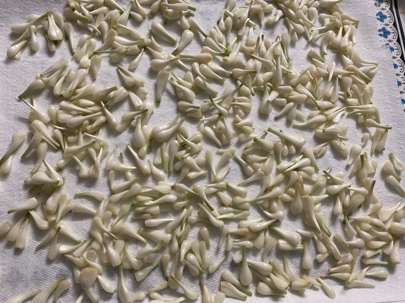 Trải cũng dài mấy tấc. Liu hiu như lá Đông.