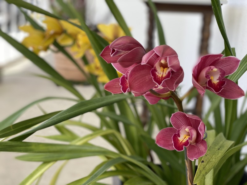 Hâm nóng tàn cầu mà chỉ có 2 cọng cỏ này ra mặt.  Potay!