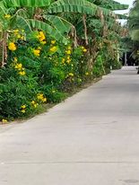 duong hoa.jpg
