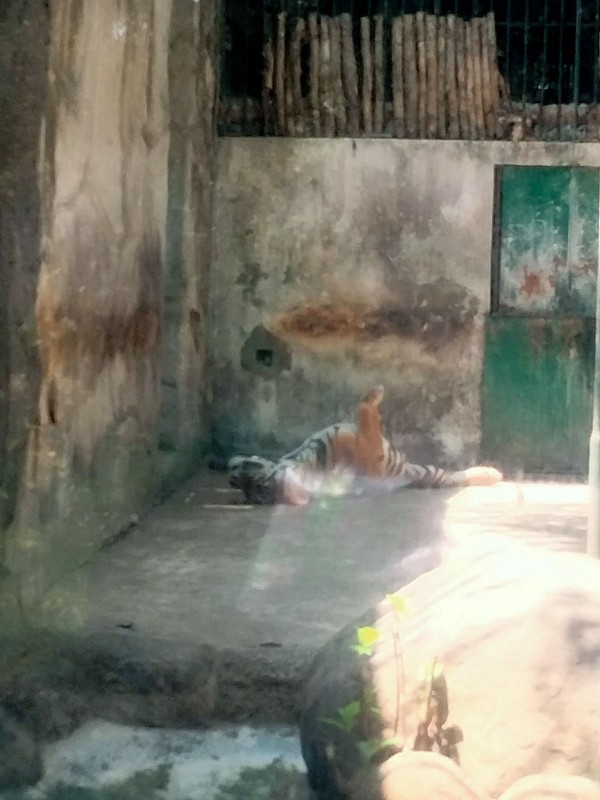 Cop ngủ.jpg